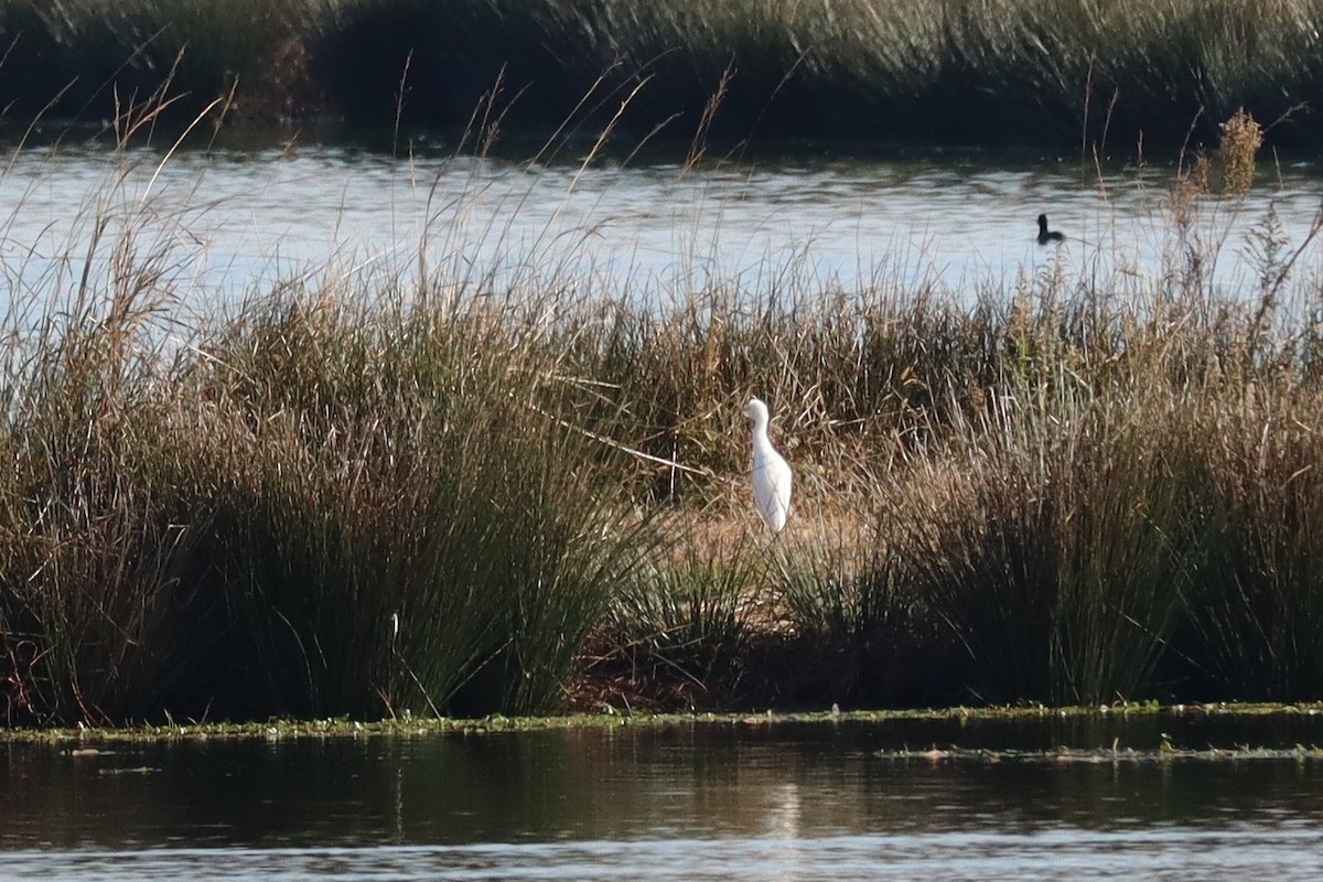 Western Cattle-Egret - ML646305137