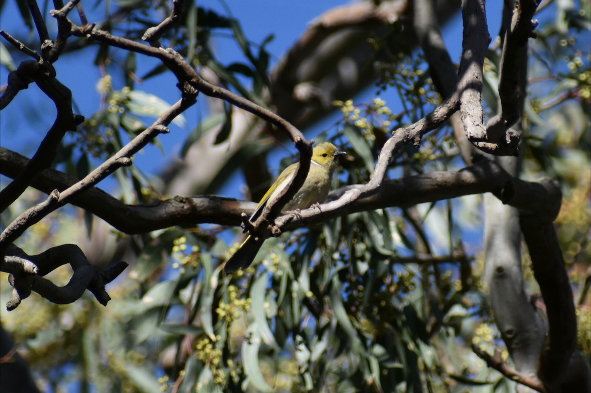 White-plumed Honeyeater - ML646305139