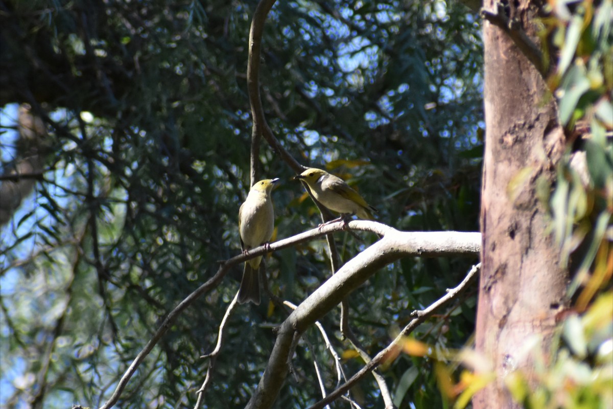 White-plumed Honeyeater - ML646305141
