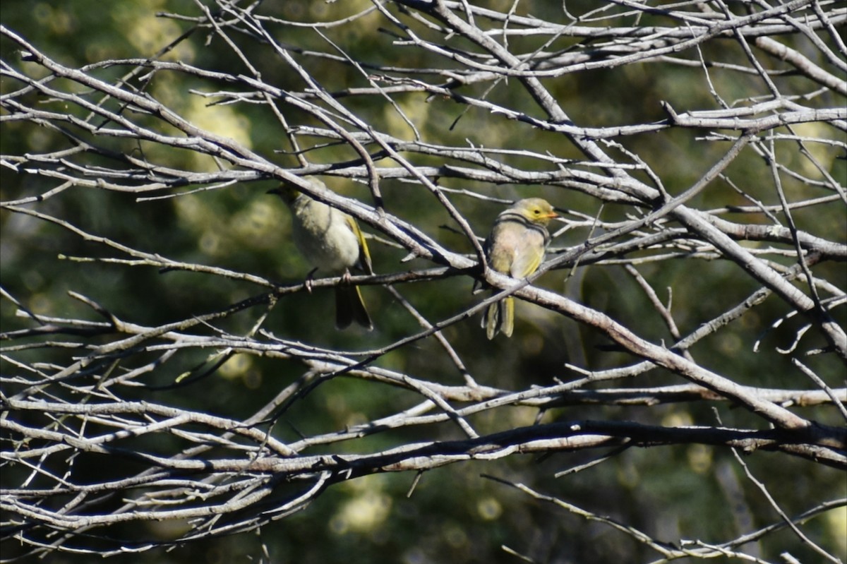 White-plumed Honeyeater - ML646305142