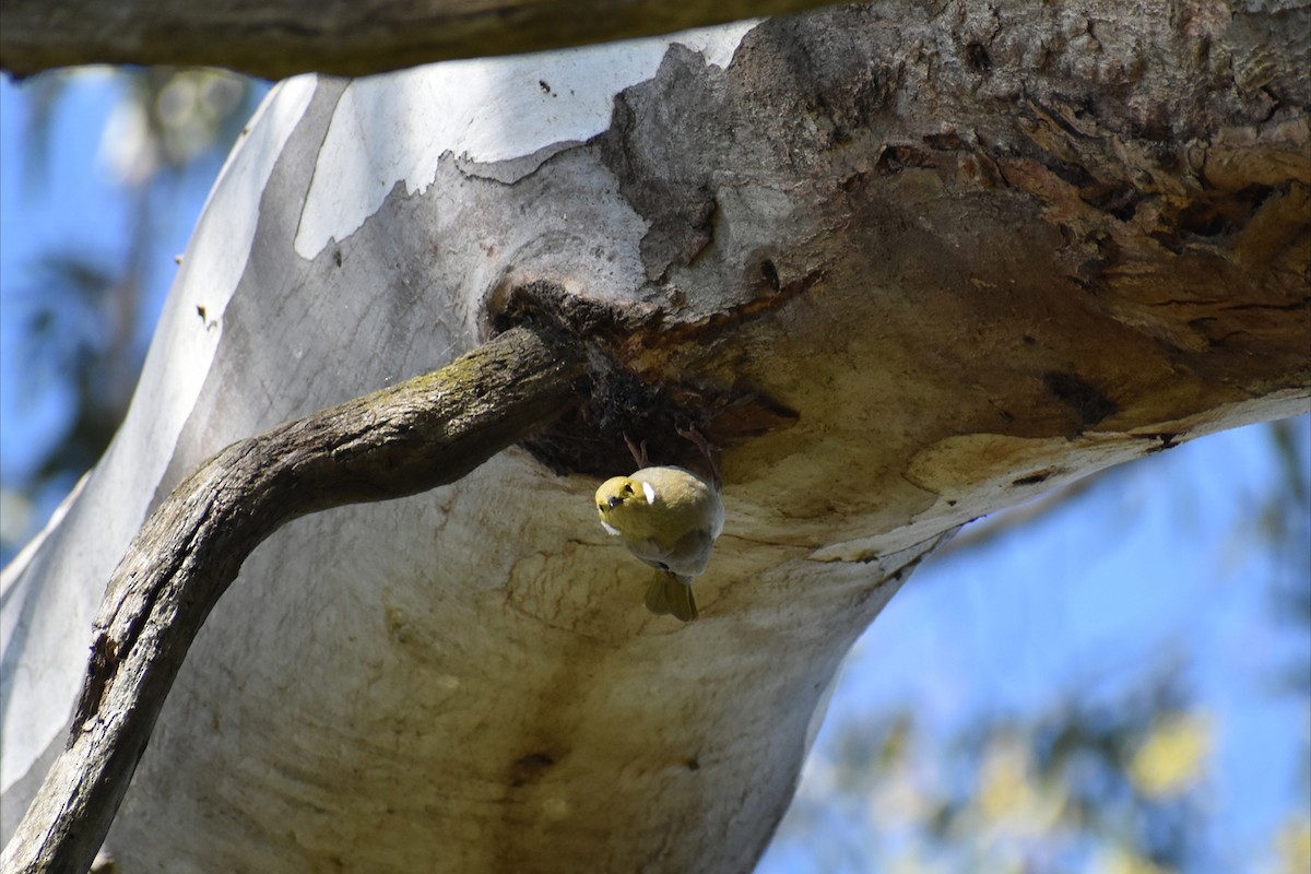 White-plumed Honeyeater - ML646305143