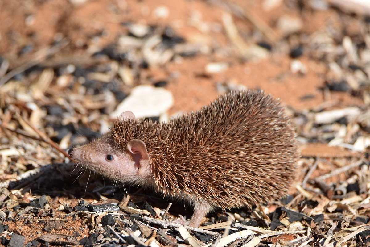 ヒメテンレック - ML646305145