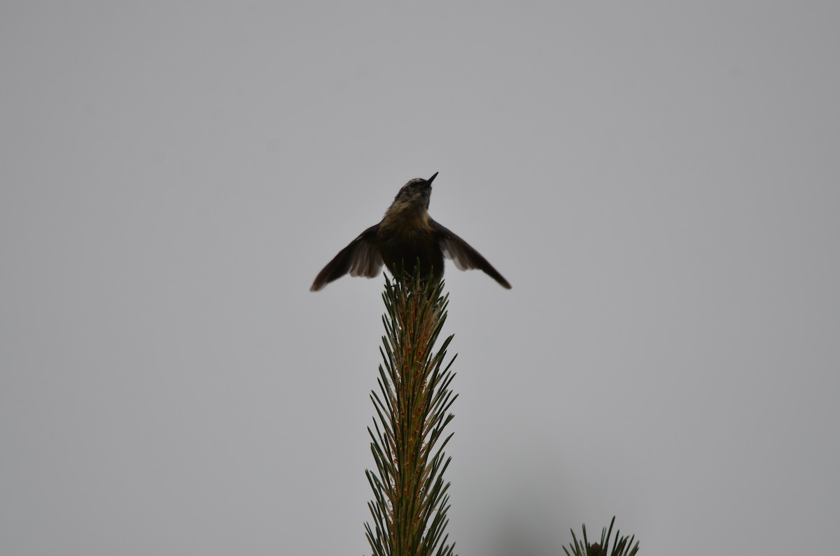 Snowy-browed Nuthatch - ML646305149