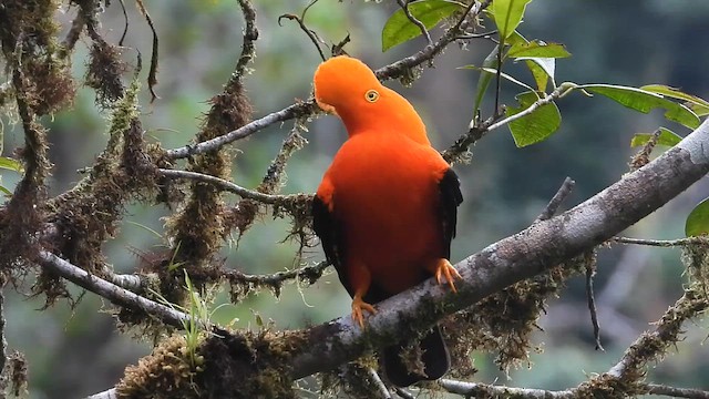 Andean Cock-of-the-rock - ML646305151