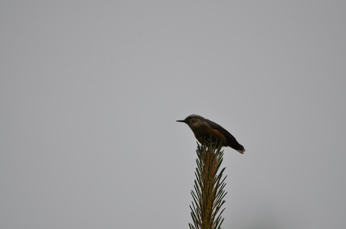 Snowy-browed Nuthatch - ML646305161