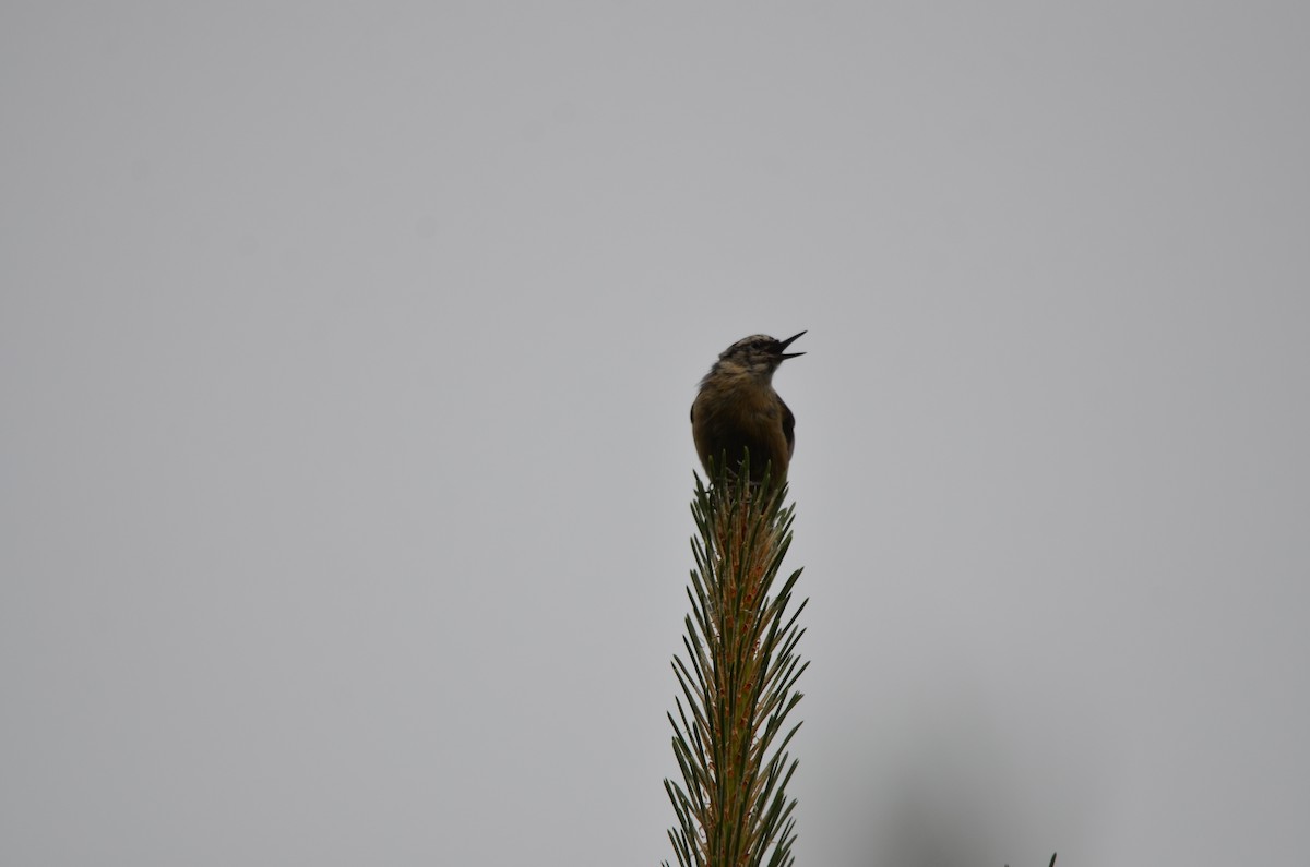 Snowy-browed Nuthatch - ML646305162