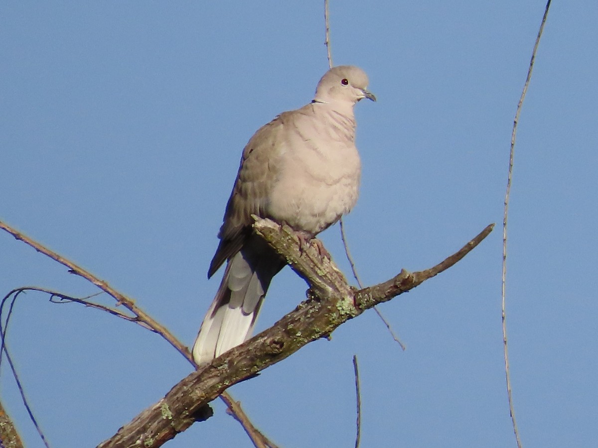 Tourterelle turque - ML646305164