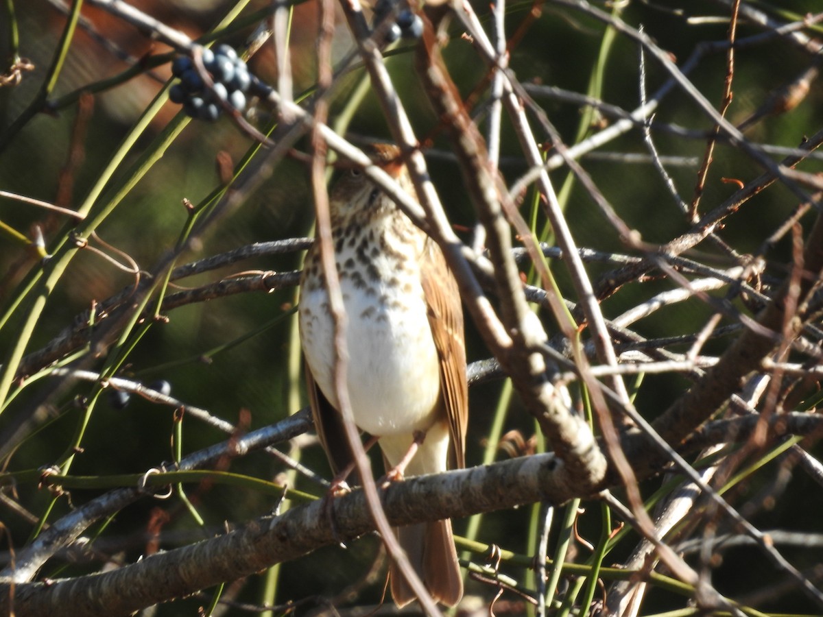 Hermit Thrush - ML646305165