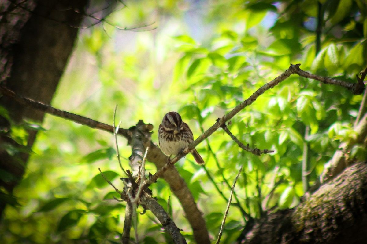 strnadec zpěvný - ML646305166