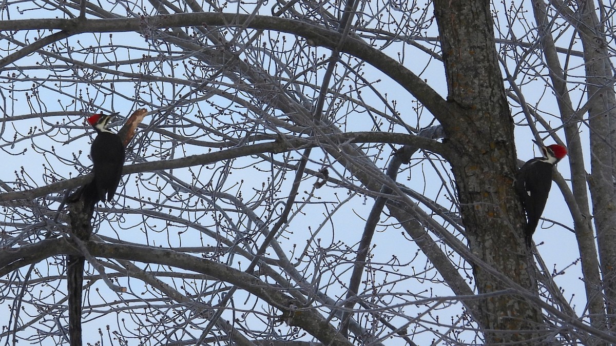 Pileated Woodpecker - ML646305168