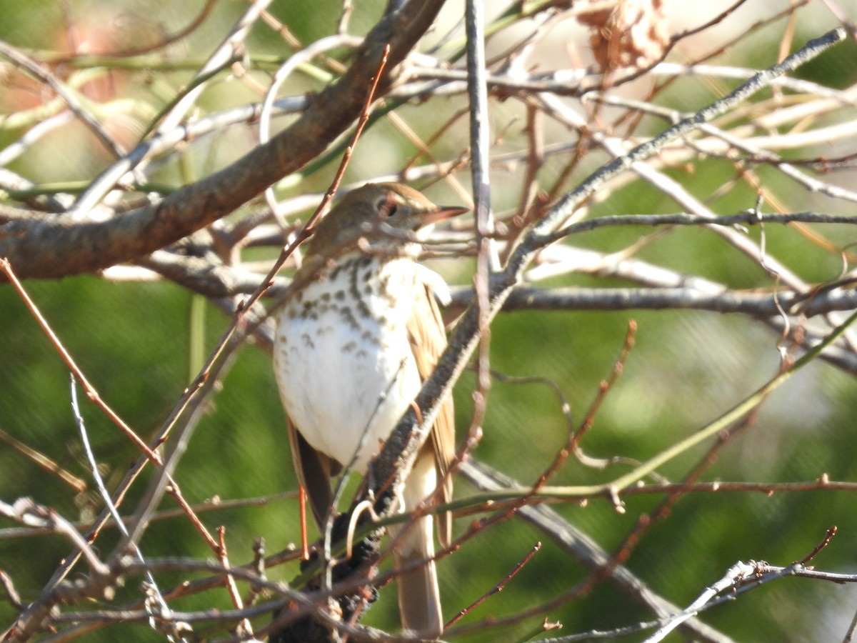 Hermit Thrush - ML646305169
