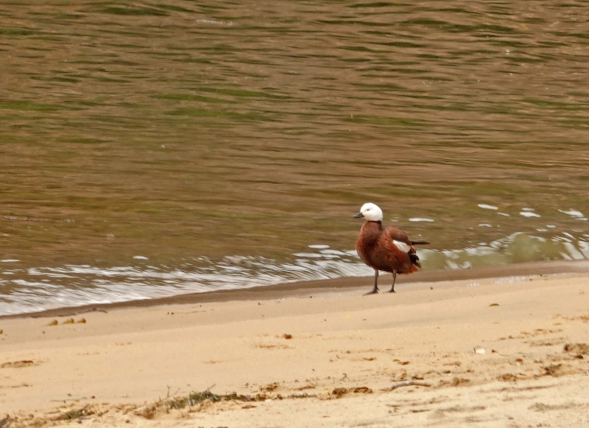 Tarro Maorí - ML646305170