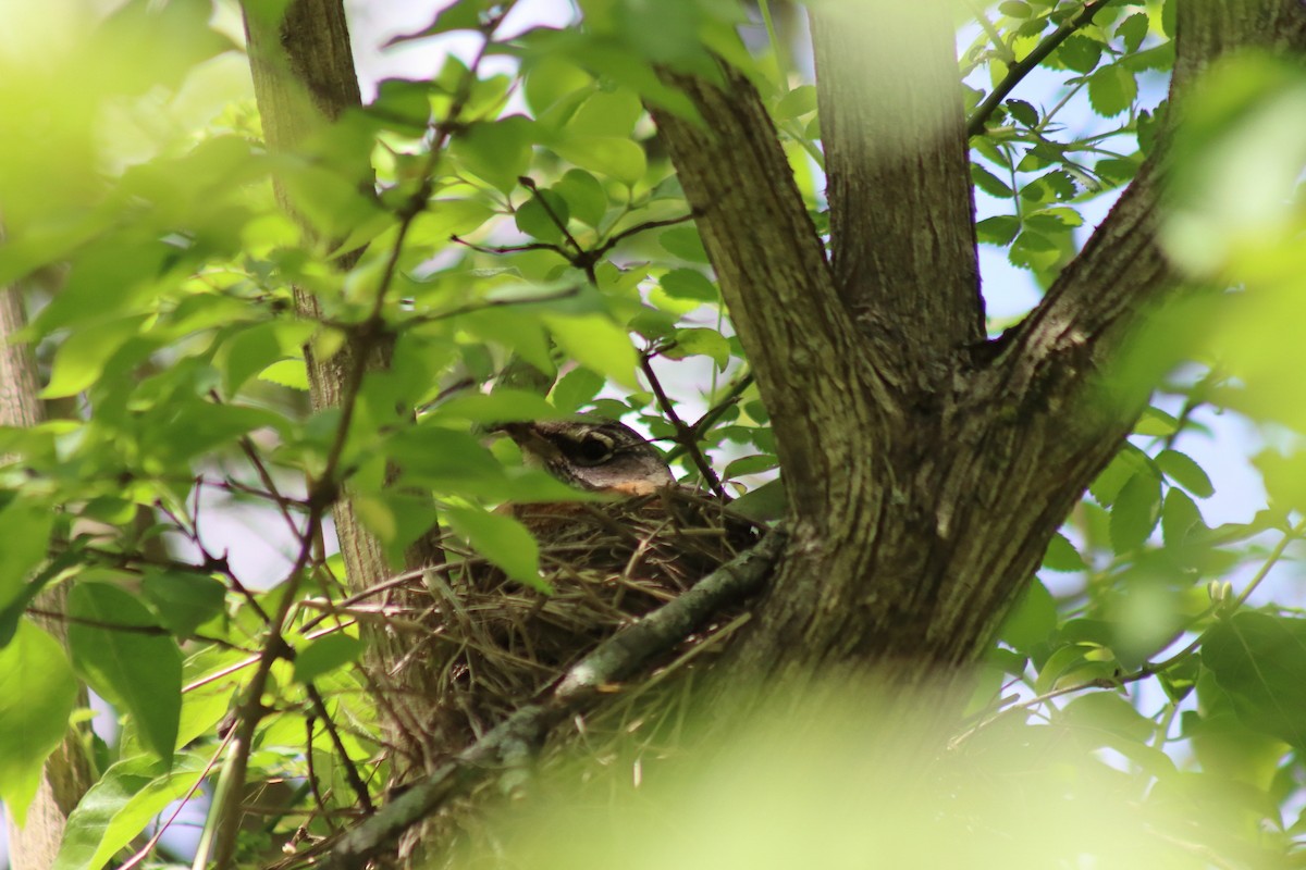 drozd stěhovavý - ML646305178