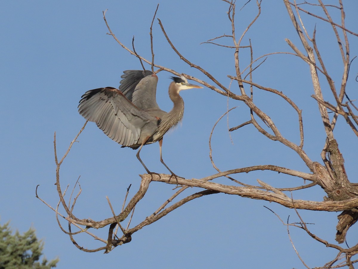 Great Blue Heron - ML646305180