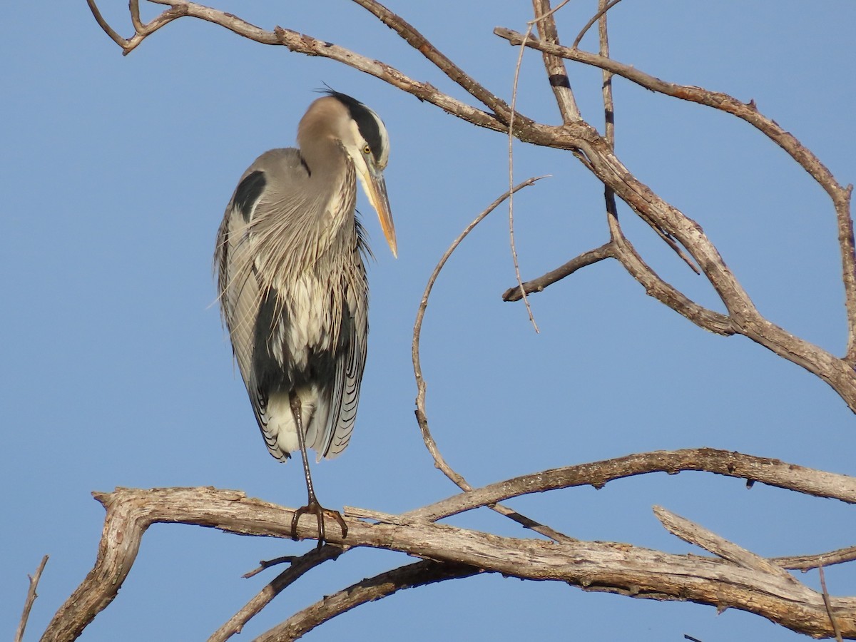 Great Blue Heron - ML646305181