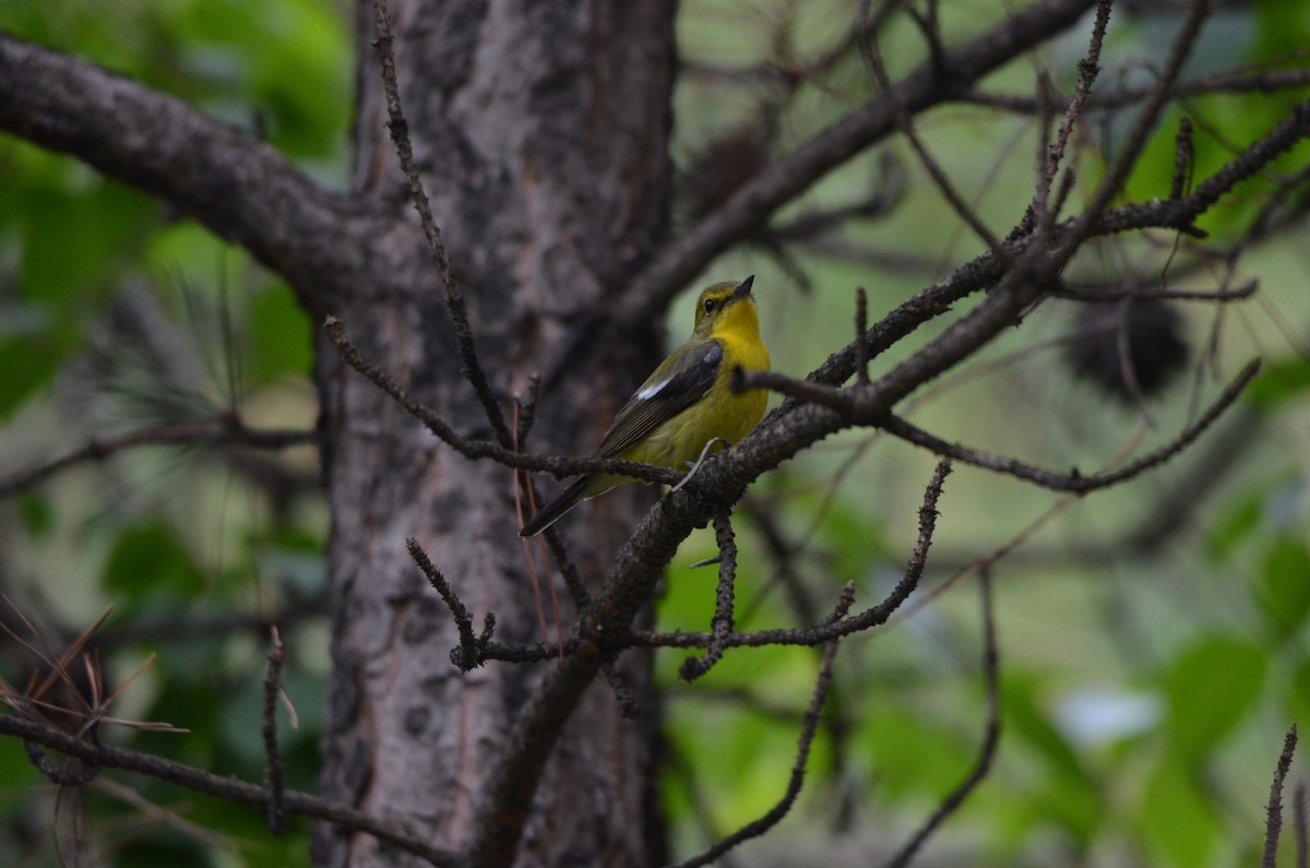 Green-backed Flycatcher - ML646305184