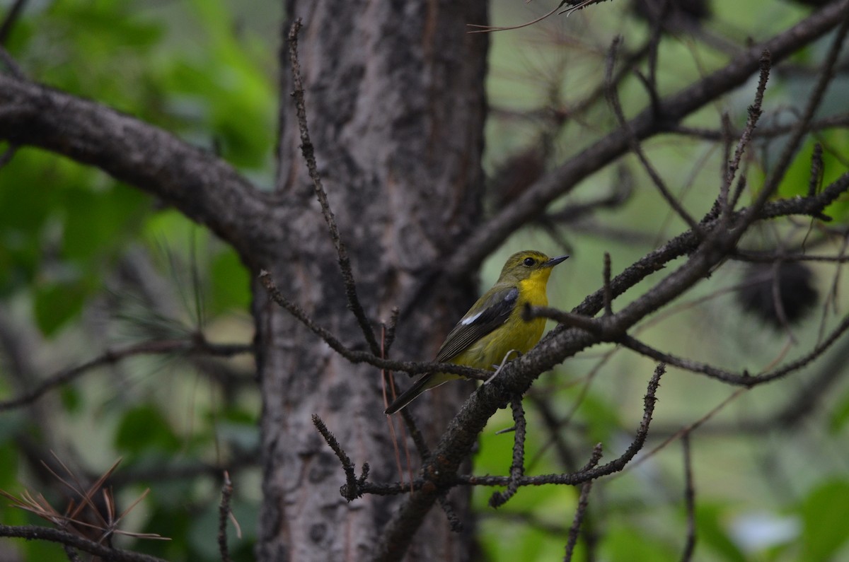 Green-backed Flycatcher - ML646305186