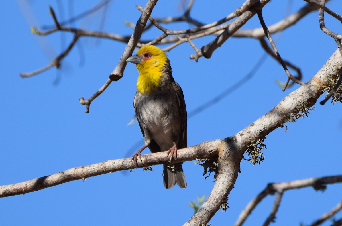 Sakalava Weaver - ML646305189