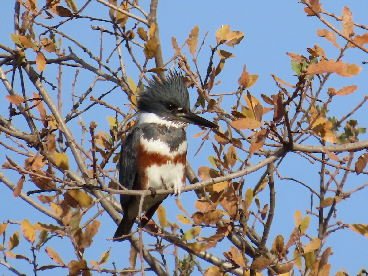 Belted Kingfisher - ML646305193