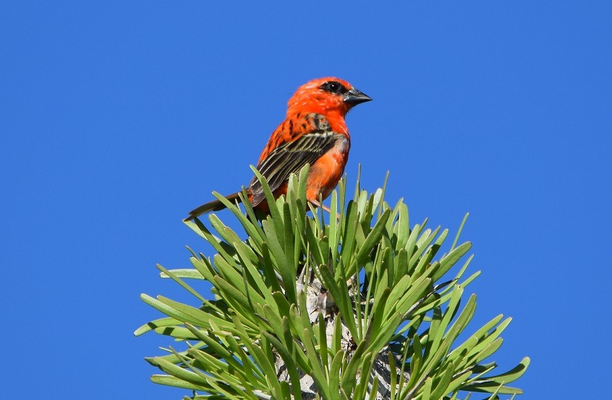 Red Fody - ML646305196