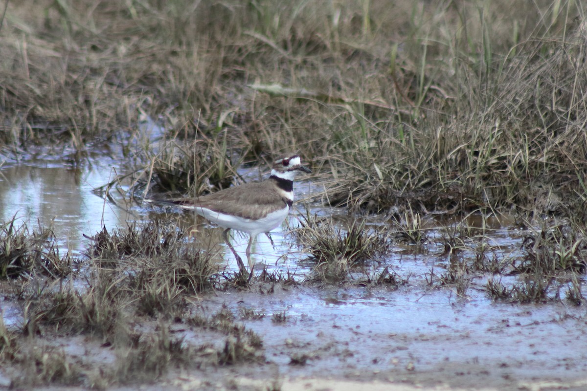 kulík rezavoocasý - ML646305197