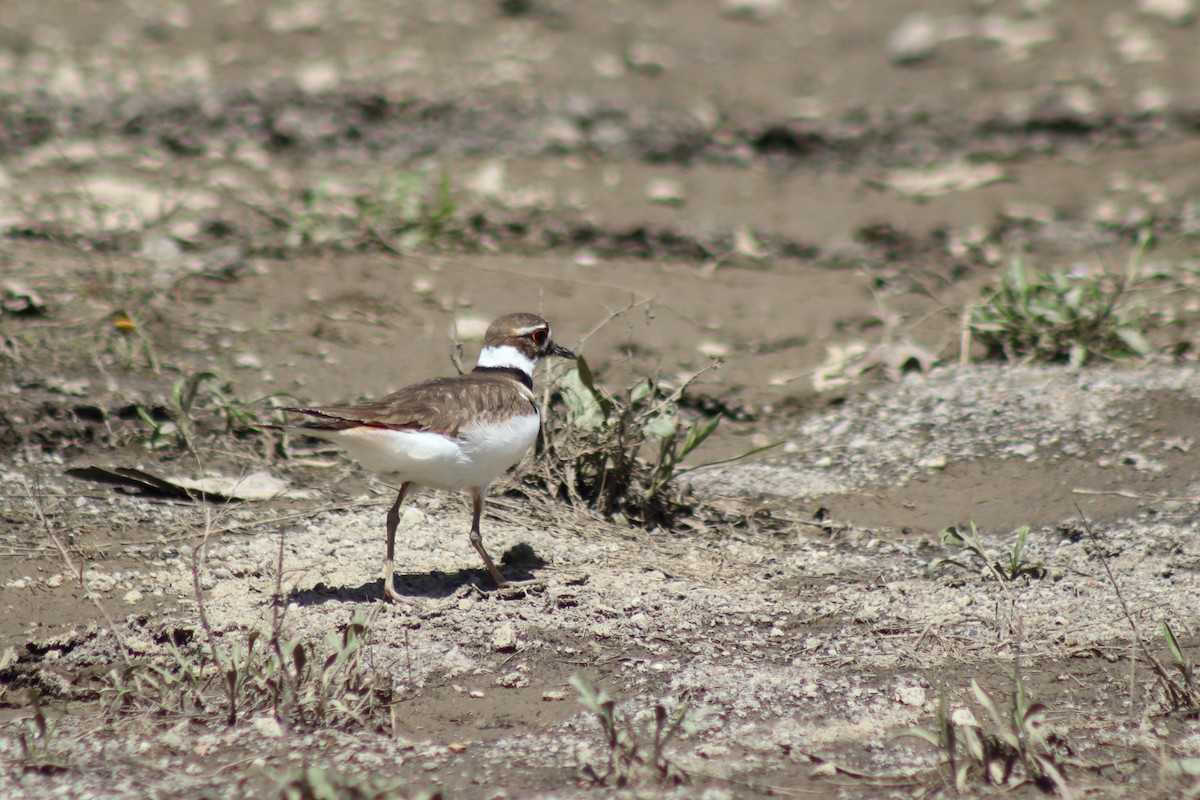 kulík rezavoocasý - ML646305198