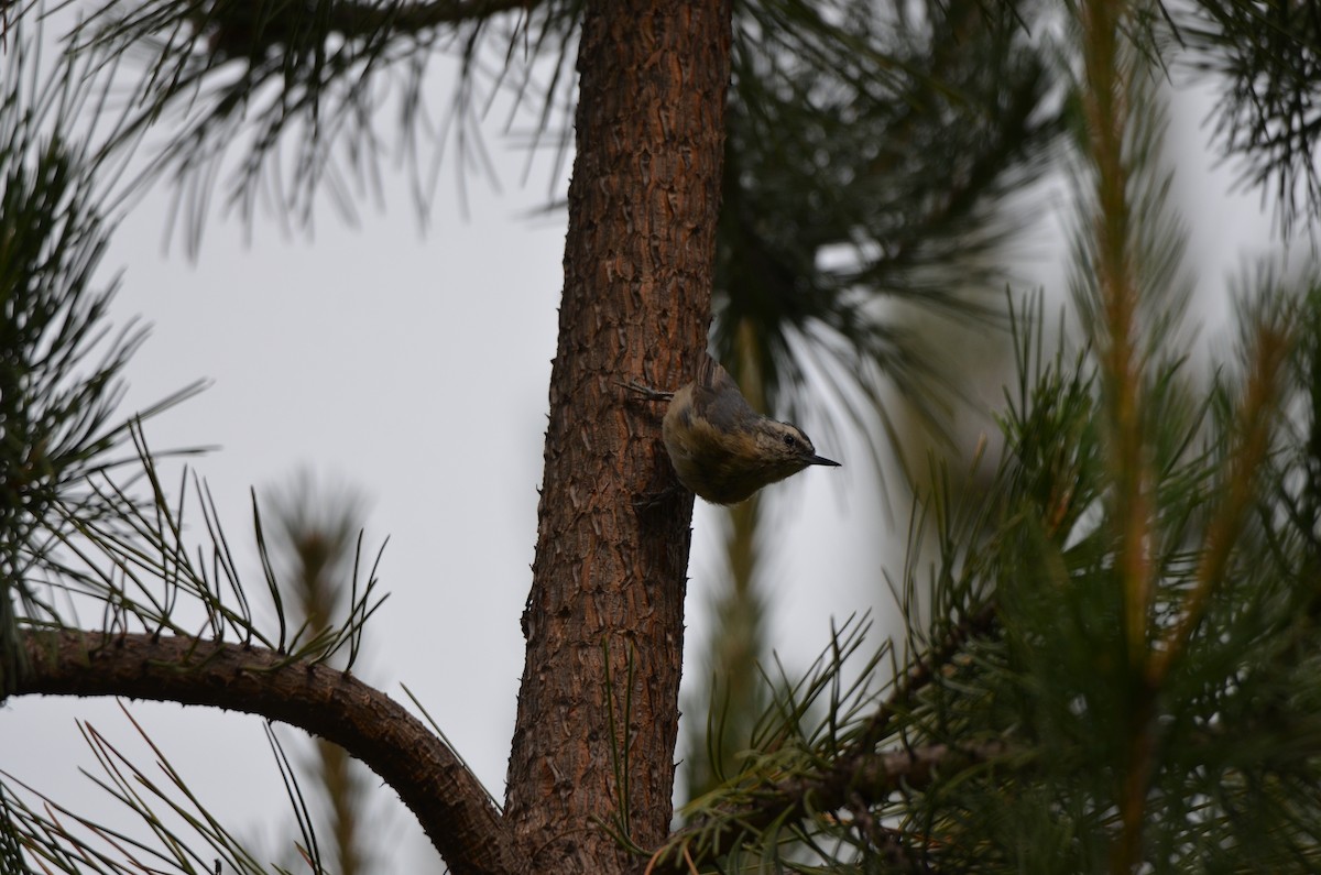 Snowy-browed Nuthatch - ML646305199
