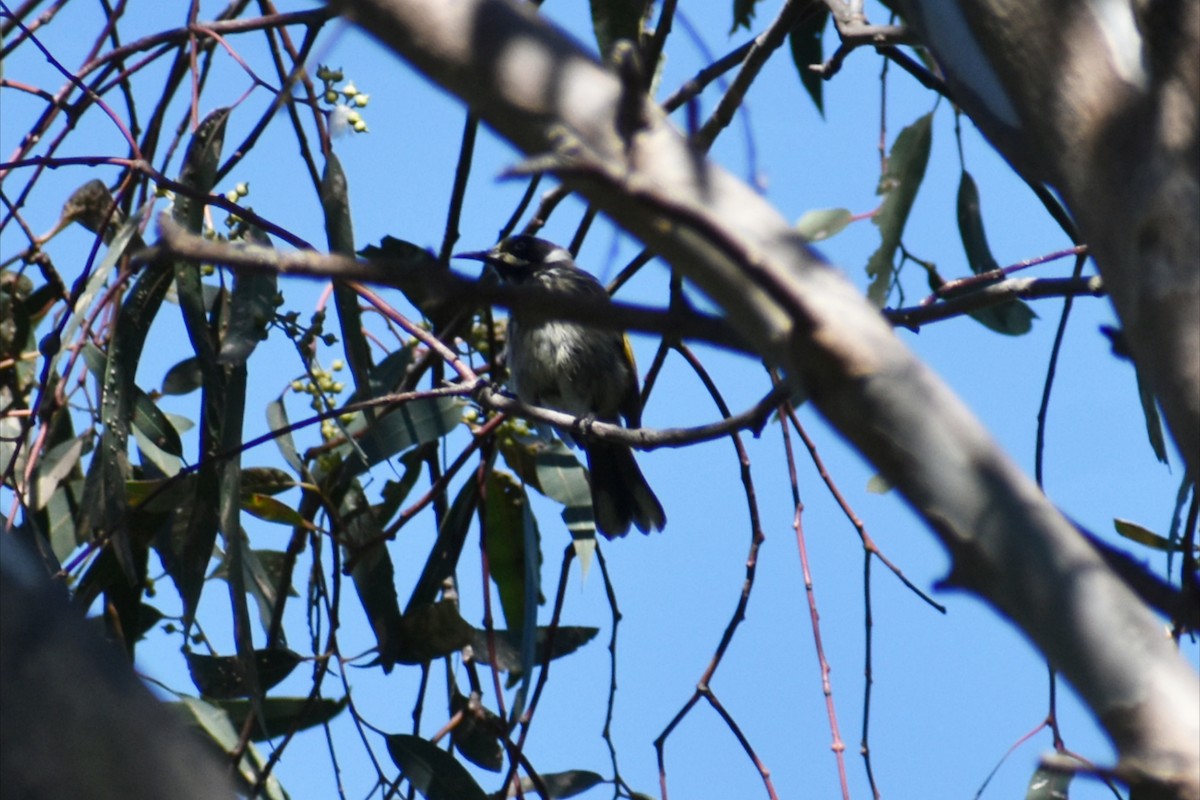 New Holland Honeyeater - ML646305202