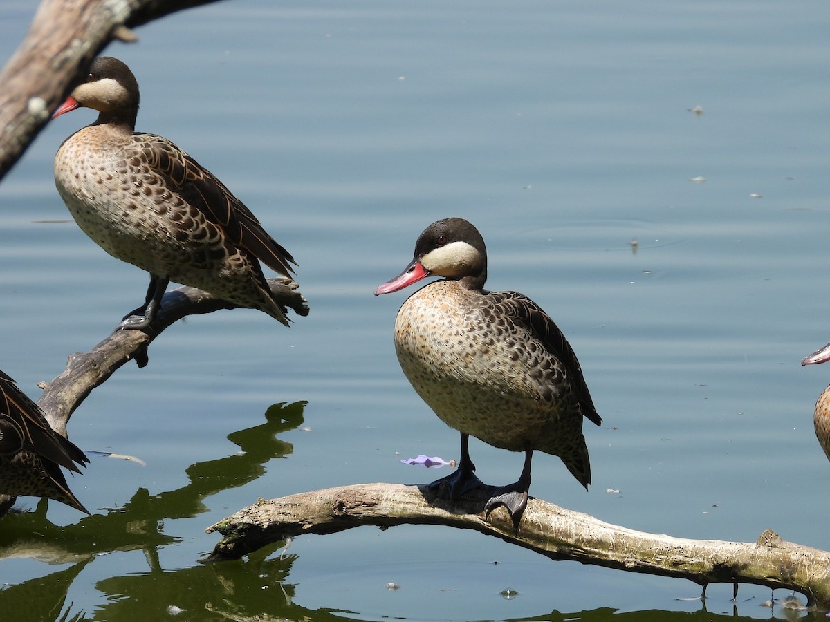 Red-billed Duck - ML646305203