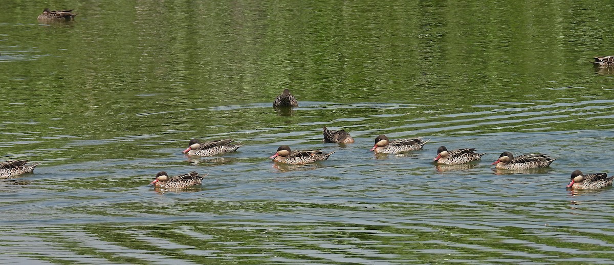 Red-billed Duck - ML646305205
