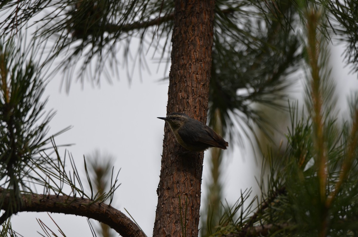 Snowy-browed Nuthatch - ML646305207