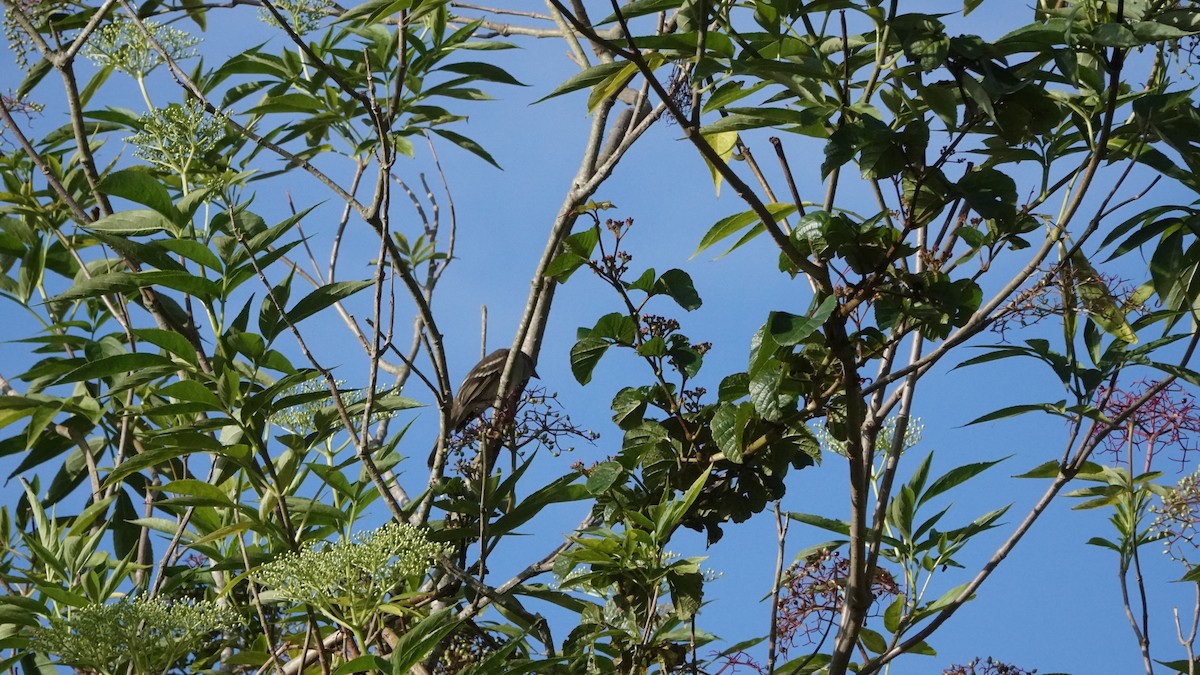 Black-crested Warbler - ML646305209