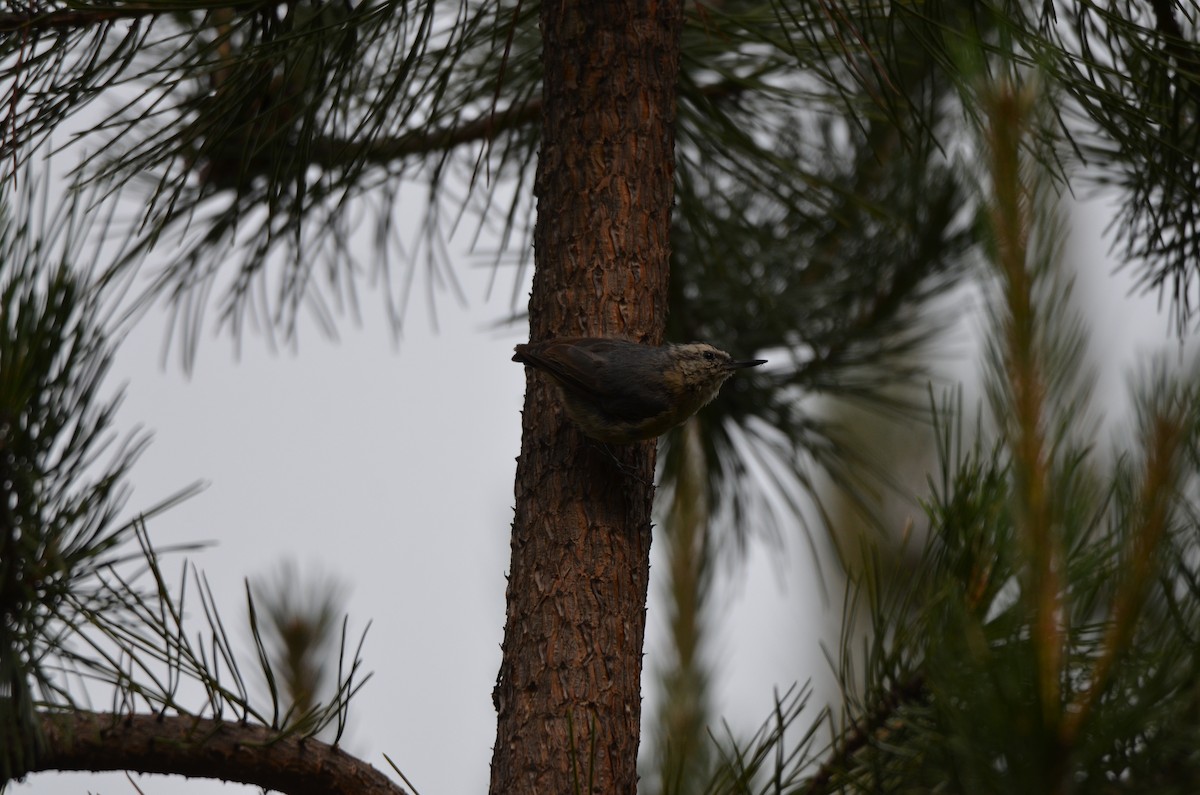 Snowy-browed Nuthatch - ML646305215