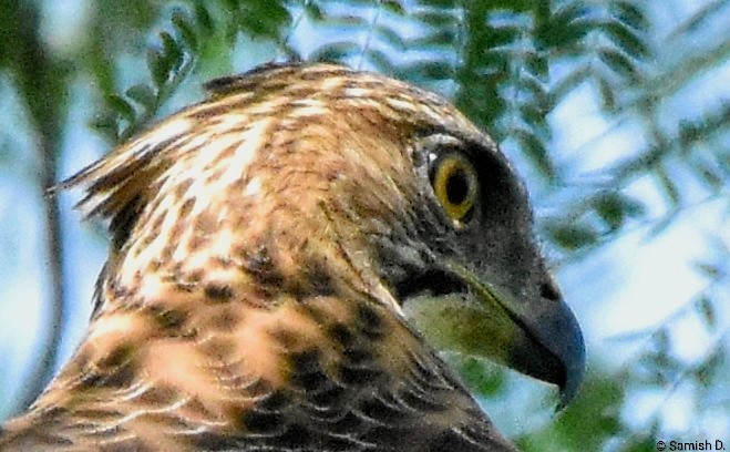 krahulák chocholatý - ML646305218