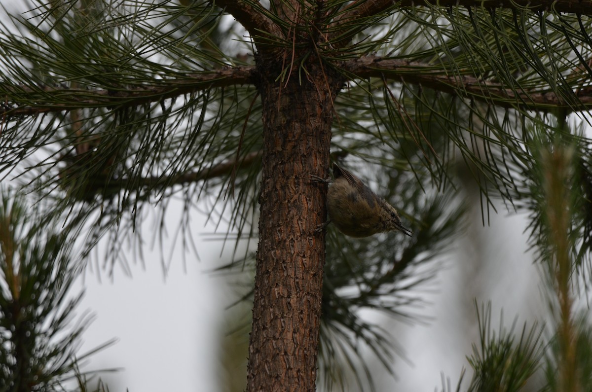 Snowy-browed Nuthatch - ML646305219