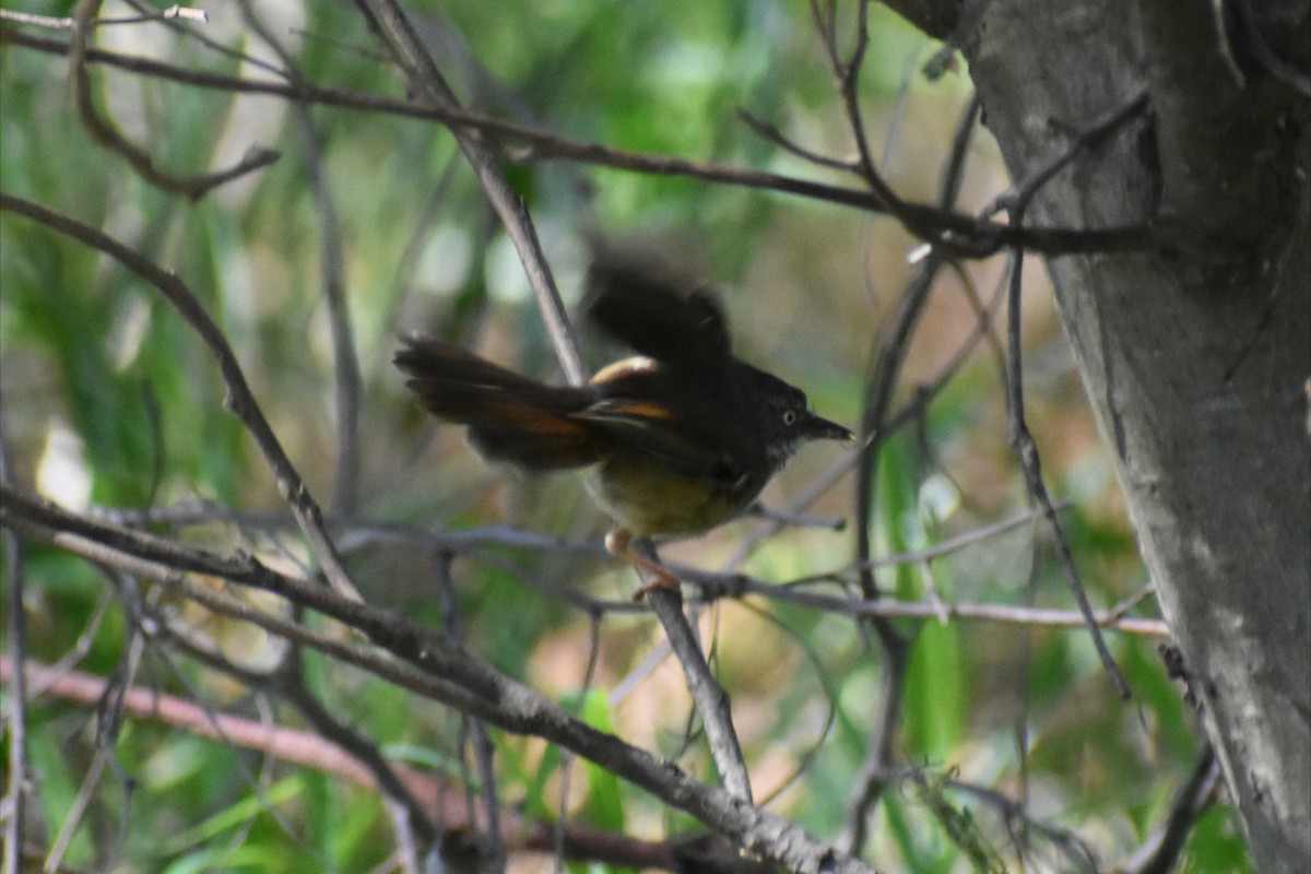 White-browed Scrubwren - ML646305220
