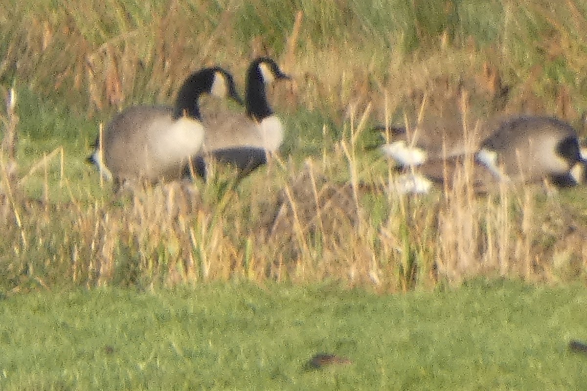 Bernache du Canada - ML646305231