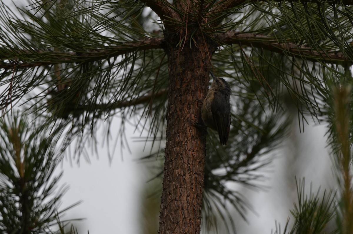 Snowy-browed Nuthatch - ML646305233
