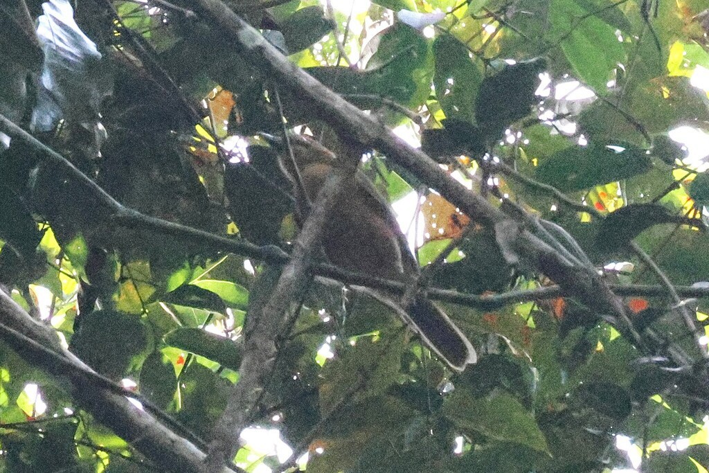 Dwarf Koel - ML646305237