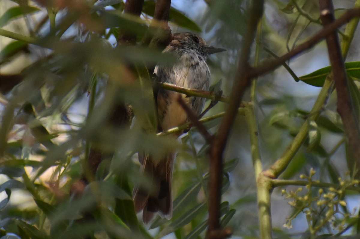 Brown Thornbill - ML646305243