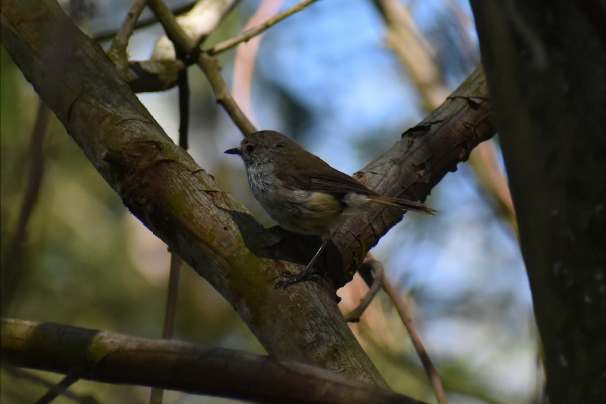 Brown Thornbill - ML646305244