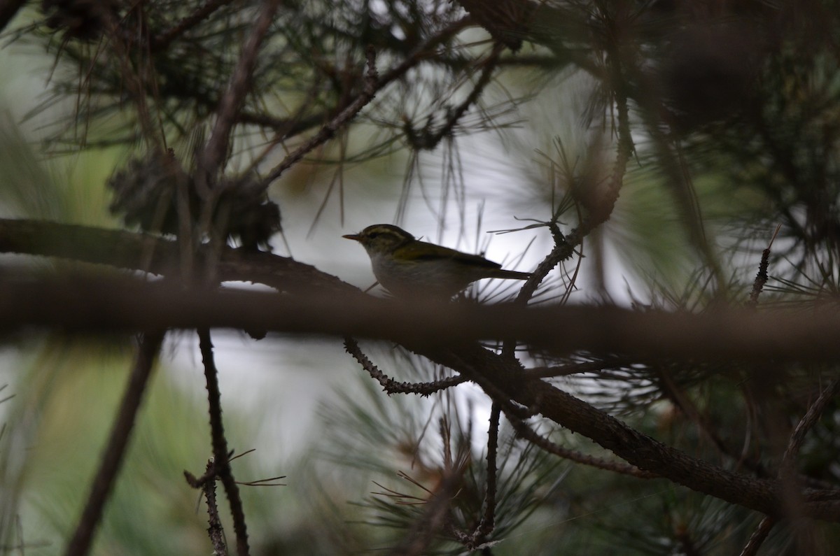 Claudia's Leaf Warbler - ML646305246