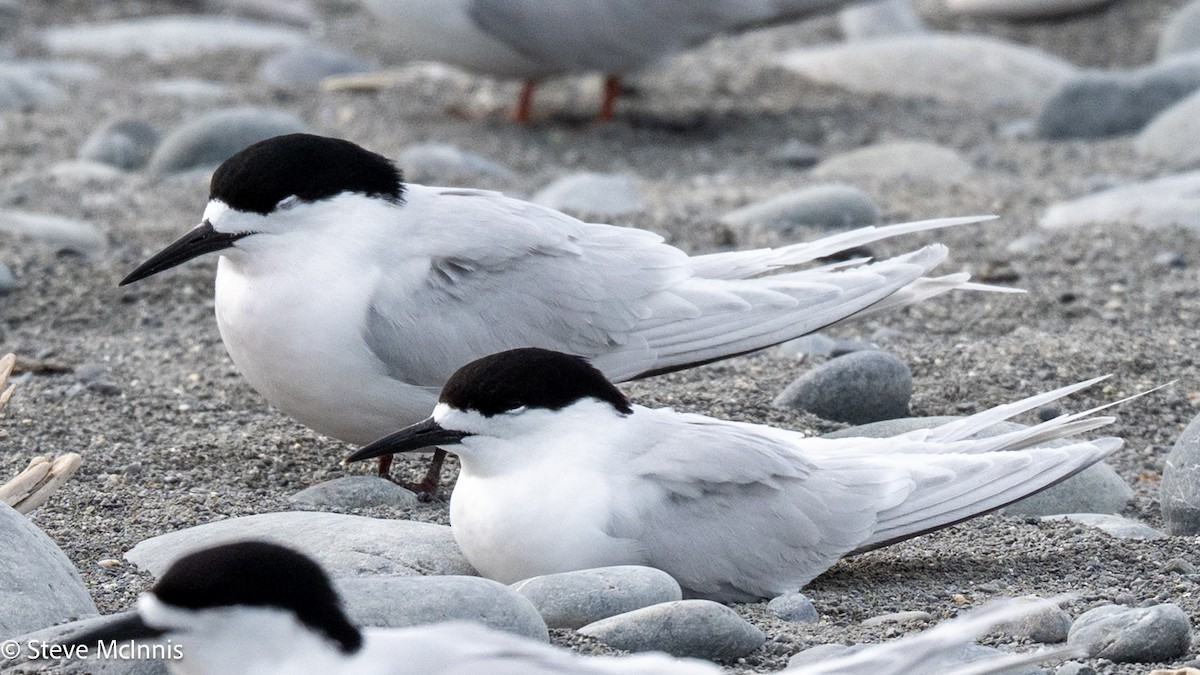 nyzealandterne - ML646305248