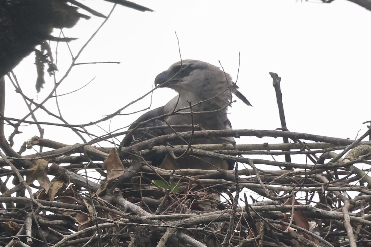 Crested Eagle - ML646305250