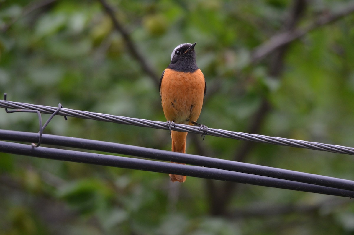 חכלילית סיבירית - ML646305256