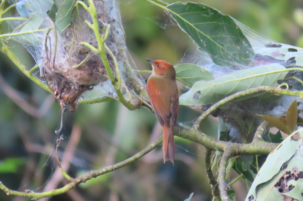 Red-faced Spinetail - ML646305264