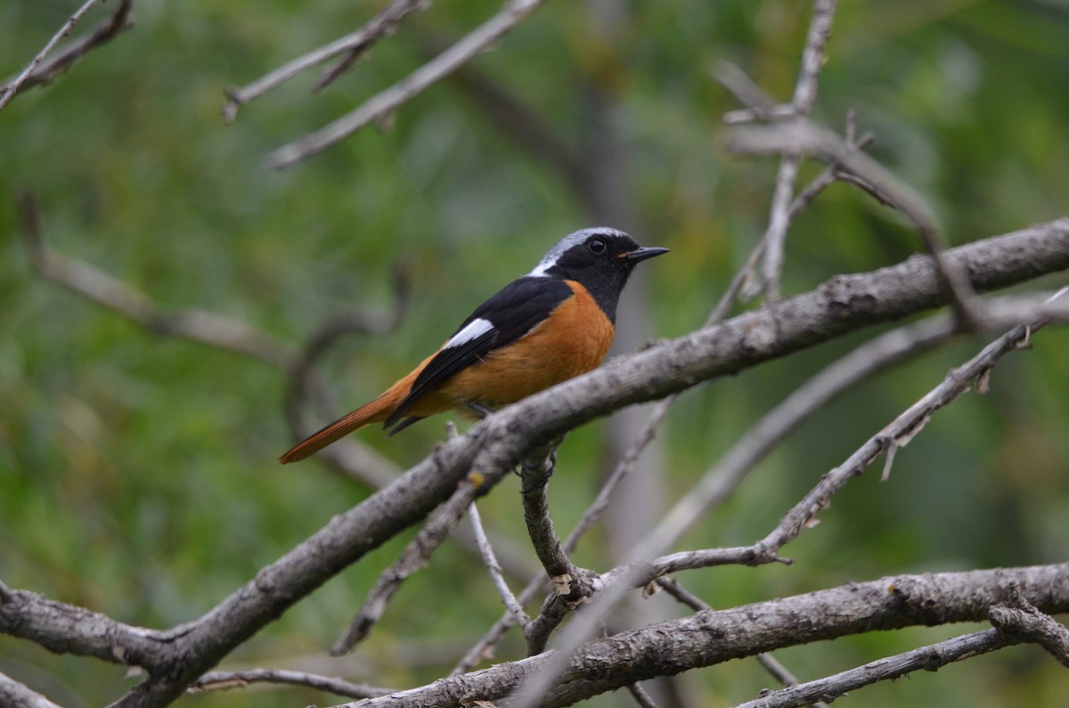 חכלילית סיבירית - ML646305265
