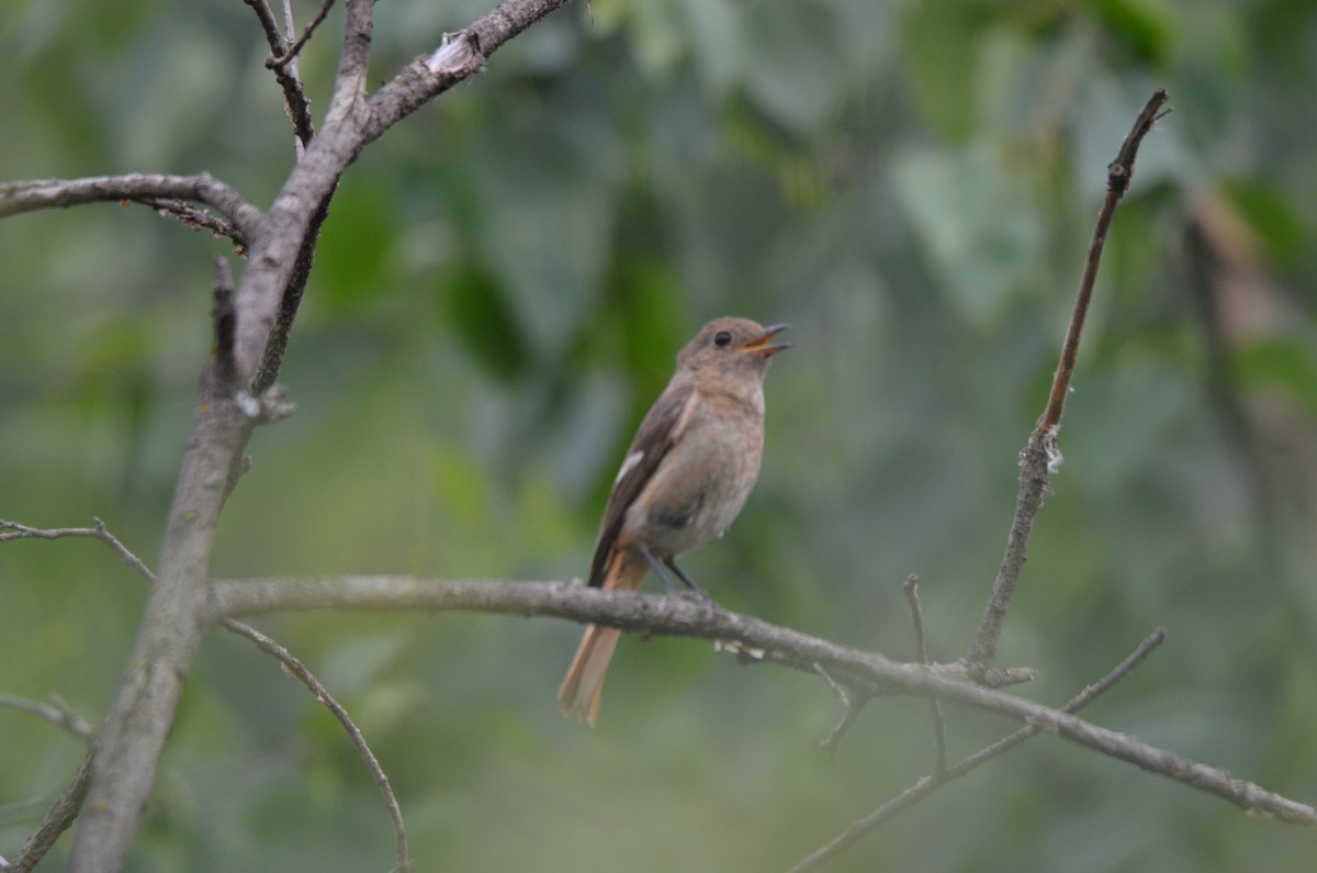 חכלילית סיבירית - ML646305268