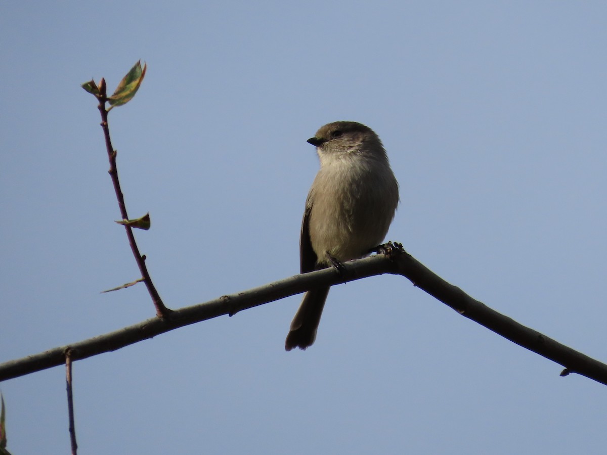 Bushtit - ML646305269