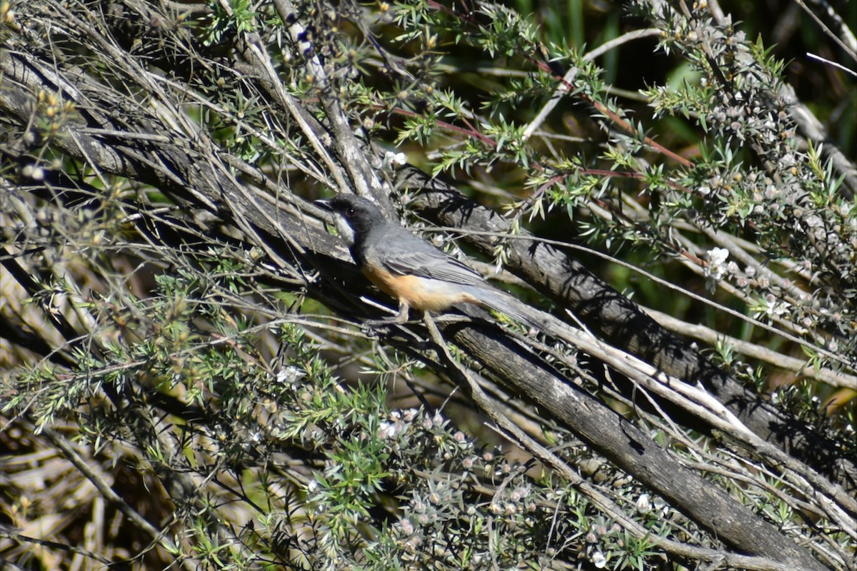 Rufous Whistler - ML646305270